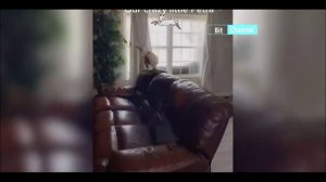 Приколы с животными. Подборка приколов с животными. Смешные коты