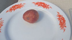 Созревание инжира сорт Селеста