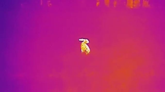 Zając w termowizji Termowizor HIKMICRO Lynx Pro LH25 смотреть онлайн