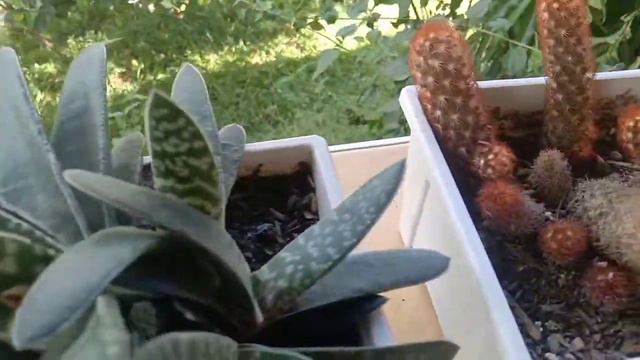 Plants in my Small GardenSimply The Best by Tina Turner cover by Sphinx Band