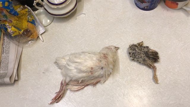 Дикий и домашний перепел: сравнительный анализ смотреть онлайн