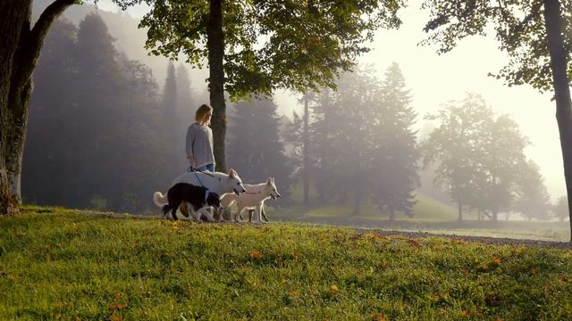 Притча о старом дереве смотреть онлайн