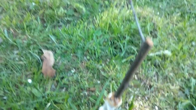 Прививка вишни на сливу смотреть онлайн