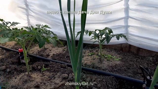 8 грубых ОШИБОК при выращивании ТОМАТОВ. Как все исправить смотреть онлайн