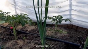 8 грубых ОШИБОК при выращивании ТОМАТОВ. Как все исправить