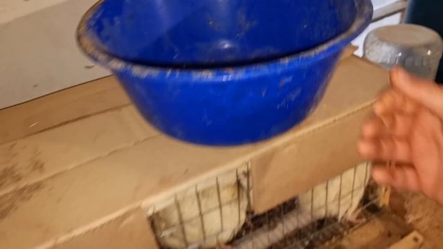 свадьбы продолжаются! кабанов нужно менять! смотреть онлайн