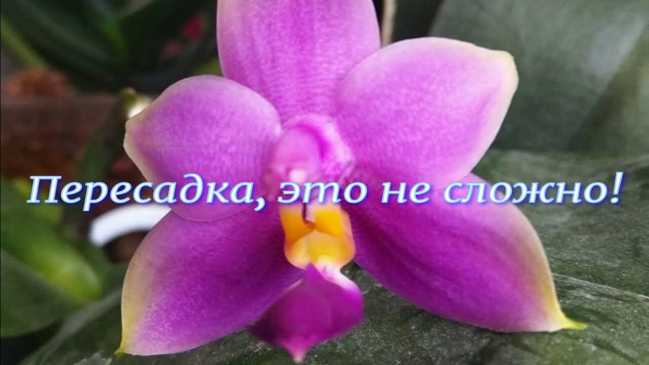 Пересадка орхидей - это не сложно!
