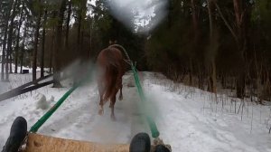 УЧУСЬ ЗАПРЯГАТЬ КОНЯ КОНЬ В САНЯХ ПО ЛЕСУ ТРЕНИРОВКА КОНЯ
