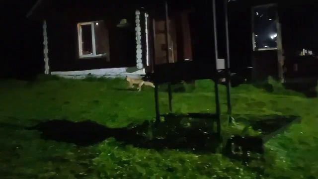 Лиса на Центральной усадьбе. Нац.парк "Таганай" смотреть онлайн