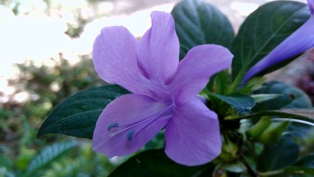 Crested philippine violet flower plant | Bluebell barleria cristata смотреть онлайн