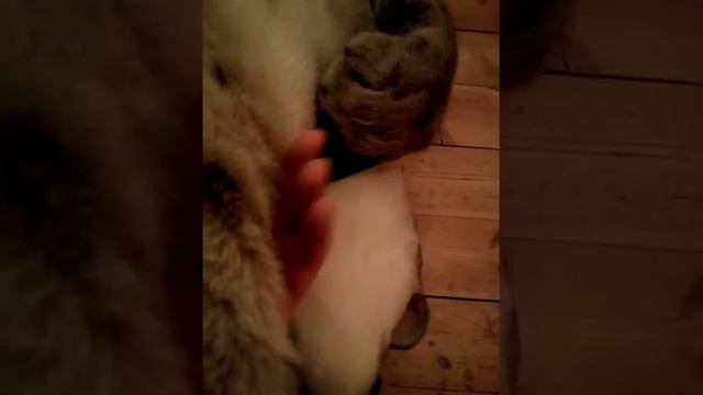 Большая ласковая кошка смотреть онлайн