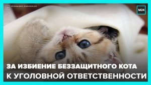 Зоозащитники в Москве призывают наказать мужчину, избившего кота в подъезде - Москва 24