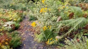 Туя Малоніана Холуп.Thuja occidentalis 'Malonyana Holub'