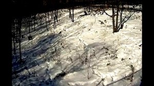 козел Тимур и тигр Амур, последний день вместе