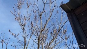 Омолаживаем старый куст сирени?.