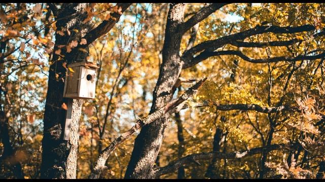 И  Токмакова  Осень  Опустел скворечник  #стихиобосени #современнаяпоэзия