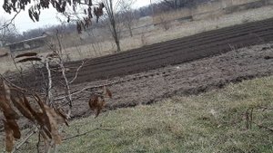 Фрезеровка земли под посадку многолетних