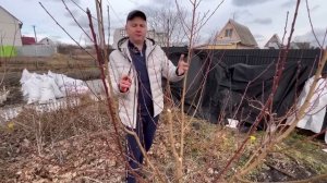 Как правильно обрезать и сформировать персик 1-й,2-й,3-й год после посадки.