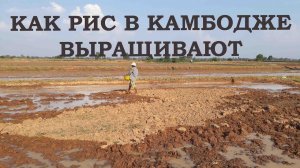 Бизнес в Камбодже. Рис и как его выращивают в Камбодже крестьяне