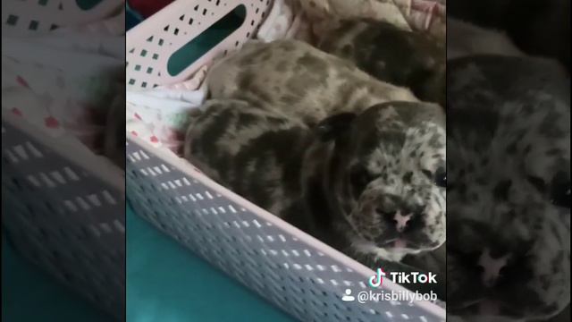 Французский бульдог. French bulldog. Щенки смотреть онлайн