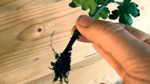 Черенкование цветов просто!😁🔥🔥🔥