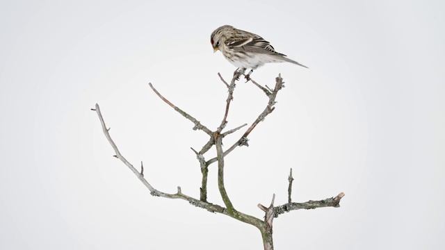 Observing Eye: Acanthis flammea смотреть онлайн