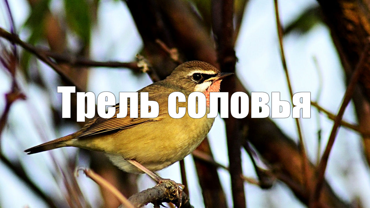 Видео для релакса 1 час Трель соловья, пение птиц, звук реки, фото природы.