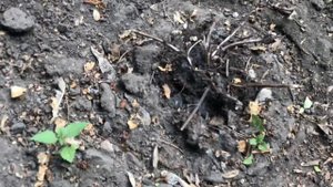 Попали под беличий обстрел. Борюсь с сорняками