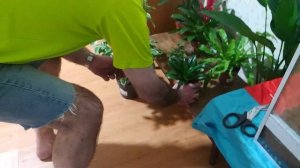 ТЕРАРРИУМ ДЛЯ ХАМЕЛЕОНА . ХАМЕЛЕОН АРТЕМ.