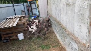 Индюшатам 2 месяца(60 дней). Содержание Индюков на улице.