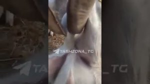 застрял яйца козёл