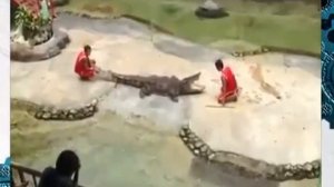 укус крокодила ажжж! мурашки по коже!