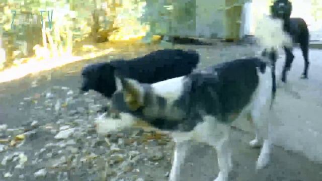 Домашние животные не должны жить на улице смотреть онлайн