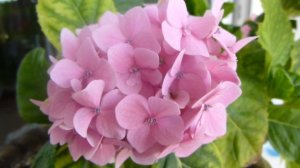 Как вырастить гортензию на балконе, который выходит на север.
