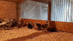 Гилянские и орловские цыплята 2 недели.