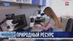Учёные из Севастополя ищут способы культивации ценного ресурса – водоросли кладофоры