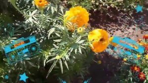 ДАЧА нас  ЖДЁТ! ??? БАБЬЕ ЛЕТО!