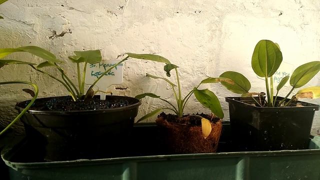 Эхинодорусы на подоконнике смотреть онлайн