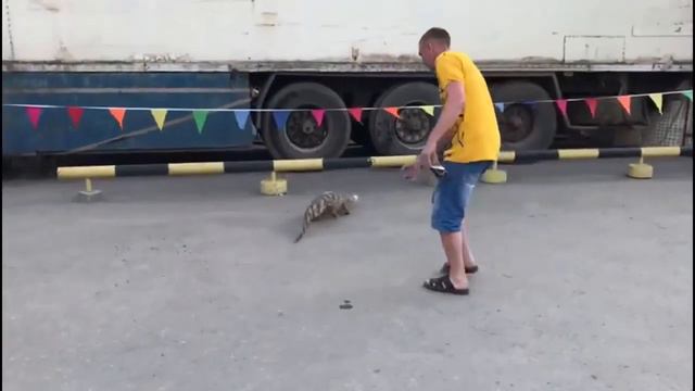 Крокодил сбежал из передвижного цирка в Новосибирске смотреть онлайн