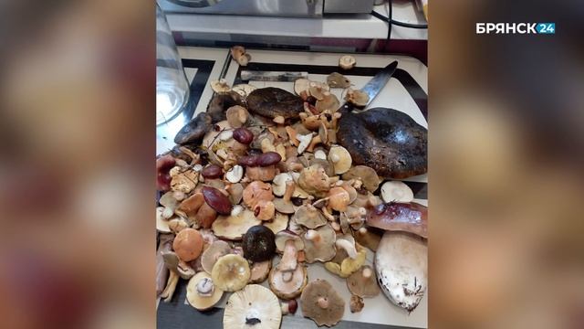 Брянцы вышли за грибами и поделились фотографиями