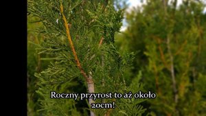 Thuja occidentalis 'Aureospicata' - Żywotnik zachodni pot.Tuja: Najszybciej rosnący żywopłot
