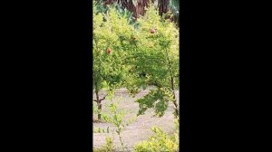 Турция отель Сурал Гарден 2022 год