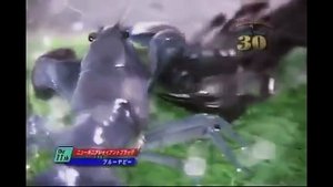 скорпион против рака   Scorpion vs Cancer   Scorpion gegen Krebs гороскоп рак скорпион