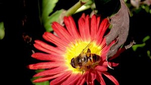 Муха журчалка