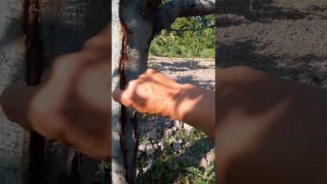 нектарин особливості вирощування смотреть онлайн