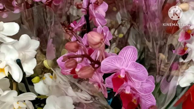 Обзор цветов в 4 магазинах Лазурного побережья смотреть онлайн