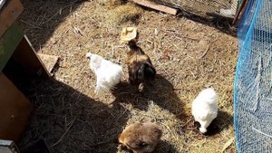 Китайский шёлковый петух с курочками и обычный кукарекает