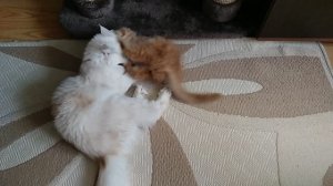 Мейн-куны дерутся.mp4