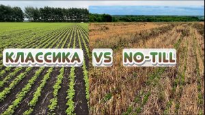 Соя в траве! Всходы… Классика vs No-Till. Часть 2