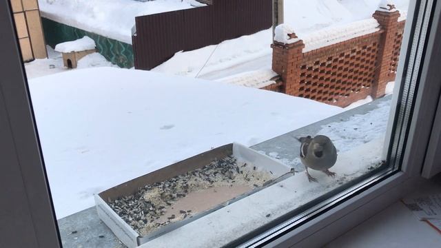 Птица стучит в окно, к чему это. Разговор по душам с наглым дубоносом дубасящем в окно смотреть онлайн